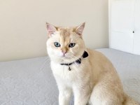 2 yaşında british shorthair