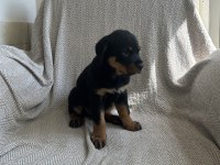 Rottweiler safkan alman yavru