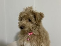Poodle köpeğimiz lady yeni yuvasını arıyor