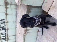 4 AYLIK CANE CORSO
