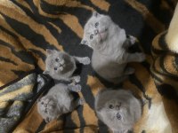 Scottish fold 4 adet son yavrularımız