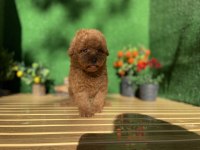 POODLE REFERANS YAVRUMUZ