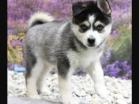 Sibirya Kurdu Köpekler