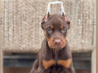 Estetikli Dişi Kızıl Doberman
