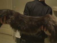 MAİNE COON 2 BUÇUK YAŞINDA