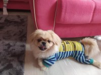 Pekinez köpeğimiz Mocha için yeni yuvasını arıyoruz