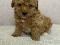 Kore Kan Toy Poodle Bebekler