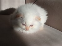 Scottish fold yavrularımıza yuva arıyoruz