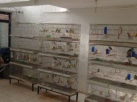 Antalyanın en iyisi her türlü kuşumuz mevcut