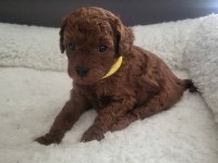 Toy Poodle Köpeklerimiz