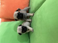 Anne altından safkan pug (mops) yavrular