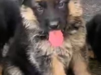 Orjinal alman çoban köpeği yavrusu