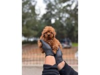 POODLE YAVRULAR