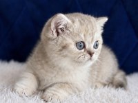 British shorthair silver yavrular