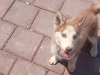 Sibirya kurdu husky