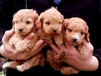 MUHTEŞEM RED MALTİPOO 2 DİŞİ VE 1 ERKEK