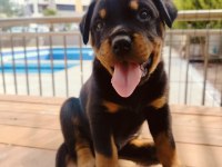 Koca Kafalı Rottweiler Yavruları