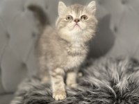 British kedim yeni sahibini arıyor
