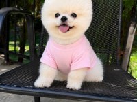 Pomeranian Boo Yavrumuz 