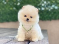 Ayıcık Yüzlü Pomeranian Boo