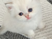 Muhteşem güzellikte golden blue point british longhair