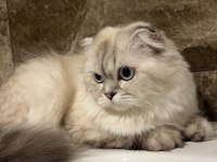 Safkan Point Dişi British Longhair Yavrumuz