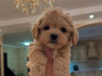 Maltipoo kore kan 0 numara bebekler