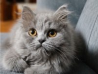 British Longhair Blue