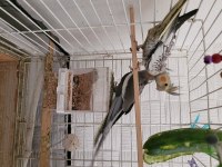 2,5 Aylık Sultan Papağanı