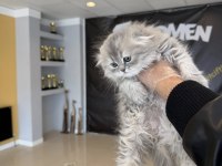 ORJİNAL IRK YAVRU KEDİLER MAGAZAMIZDA CANLI GÖRÜN