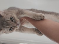 7 Aylık 2 Erkek British Shorthair