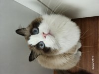 Ragdoll sealbicolor oğlumuzu sahiplendiriyoruz