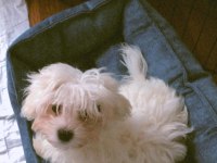 Terrier Maltese