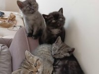 YENİ YUVALARINA GİTMEYE HAZIR KEDİLER