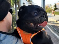 neşe kaynağımız çocuğumuz pug
