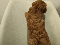 Üst kalite maltipoo yavrum uygun verilecek