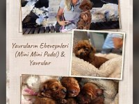Orijinal Red Brown Mini Poodle Yavruları