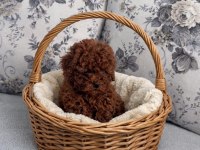 En sevimli toy poodle bebekler