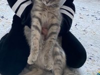 Ücretsiz Sahiplendirilecek 9 aylık Kısır LUNA kedimiz