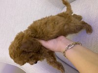 Toy poodle erkek yavru