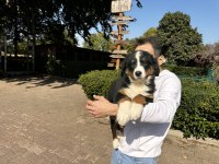 Bernese Dağ Köpeği Yavruları