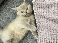 British shorthair dişi kedi yavrusu yuva arıyorum