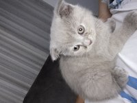 ÖZEL RENK BRİTİSH LONGHAİR