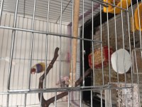 Erkek mutasyon goldian finch