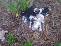 Sevimli safkan beagle yavrular