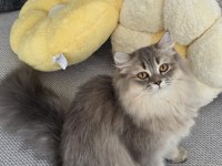 British Longhair Kedilerim