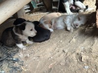 Oyuncu minik köpekler