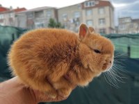 HOLLANDA CÜCE TAVŞAN