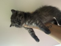 British shorthair 60 günlük kedimiz