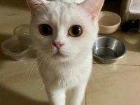 KEDİMİZ SEVGİLİ LİLY İÇİN YUVA ARIYORUZ
